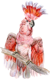 "Lophocroa leadbeater Cacatua leadbeateri"