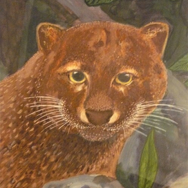 Портрет кота ягуарунди