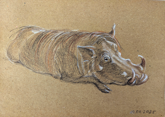 Портрет самца бородавочника