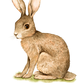 Акварельный реалистичный заяц