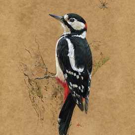 Пестрый дятел