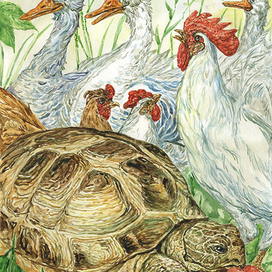 Иллюстрация к рассказу " Черепаха"