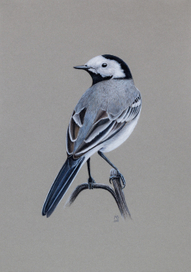 Белая трясогузка