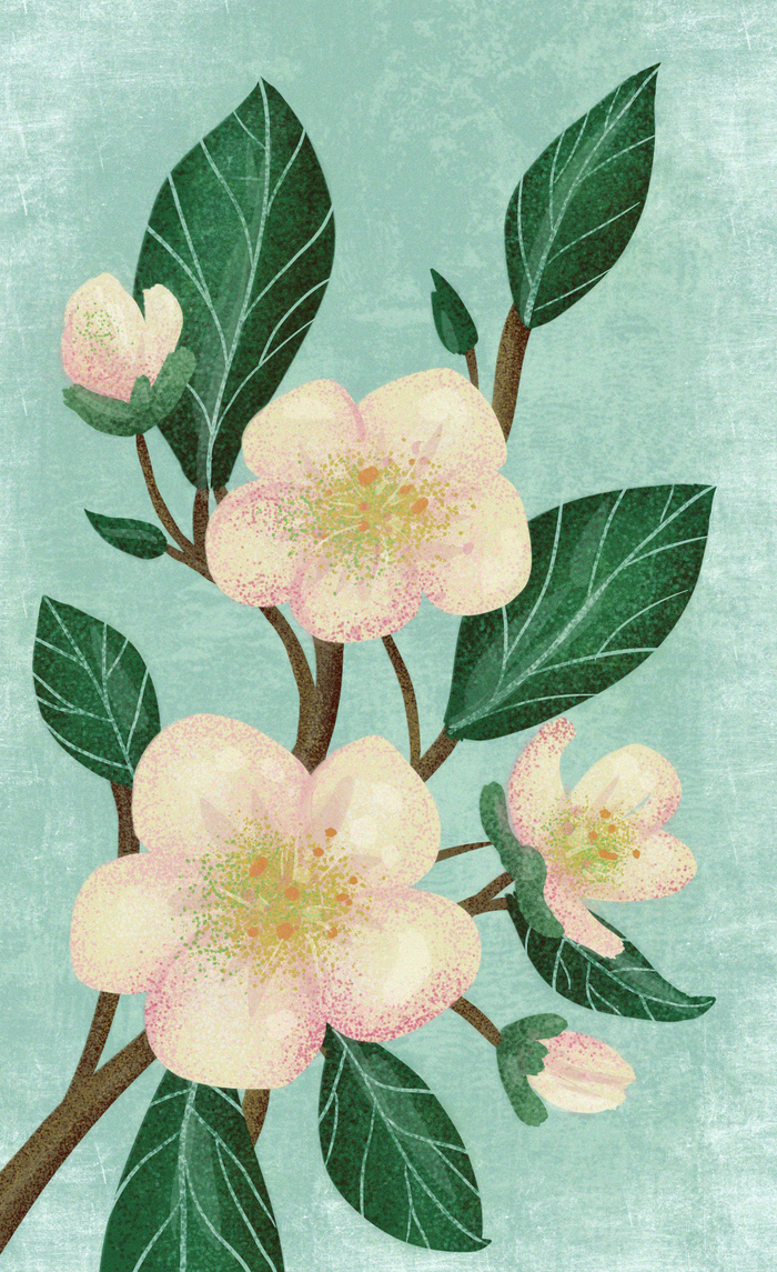 Яблоневый цвет