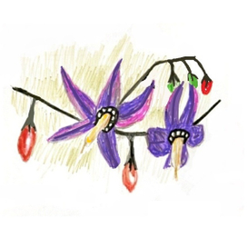 Паслён - сладко - горький