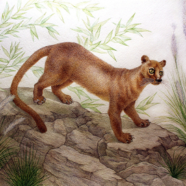 фосса конкордия 