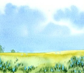 Люпины цветут