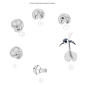 Концепция комара для анимационного сериала "Лео и Тиг"