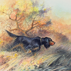 Подружейные собаки. Шотландский сеттер.