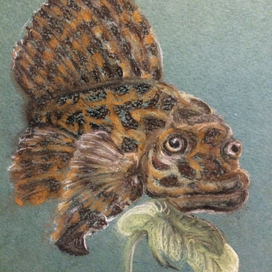 Парчовый сомик