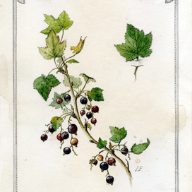 "Ribes nigrum"