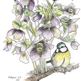 Цветы морозника и синицы лазоревки