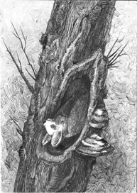 Летучая мышь