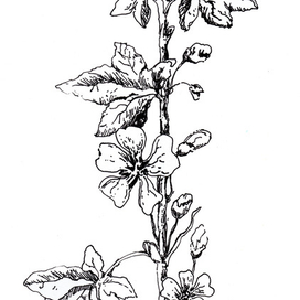 Нарисованные цветы. Контурное изображение.
