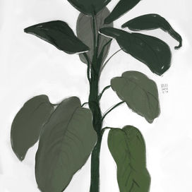 огородный куст