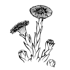 Мать-и-мачеха