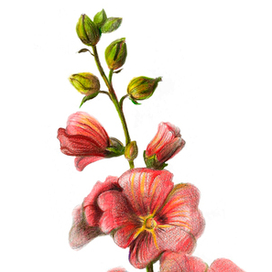 Ботаническая иллюстрация/ Мальва 