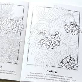 Кедр и рябина