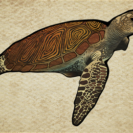 sea turtle