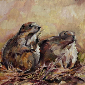 Луговые собачки / Prairie dogs