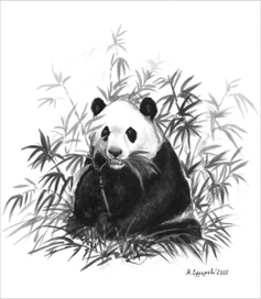 Большая панда