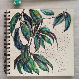 Комнатная лиана