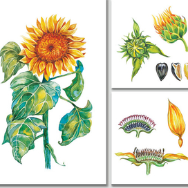 Подсолнух. Для календаря.