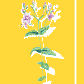 Ботаническая иллюстрация Veronica urticifolia