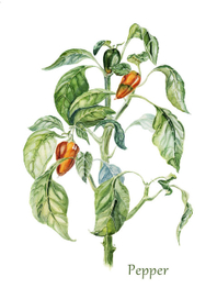 Акварельная иллюстрация: куст перцев