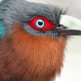 райская питичка