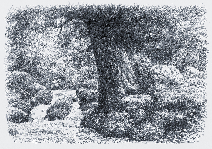 Дерево и ручей