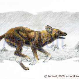 Гиеновидная собака