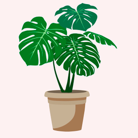 Монстера- комнатное растение