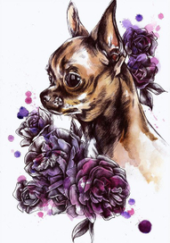 серия открыток чихуахуа