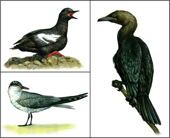 Тихоокеанский чистик, чайконосая крачка, малый баклан