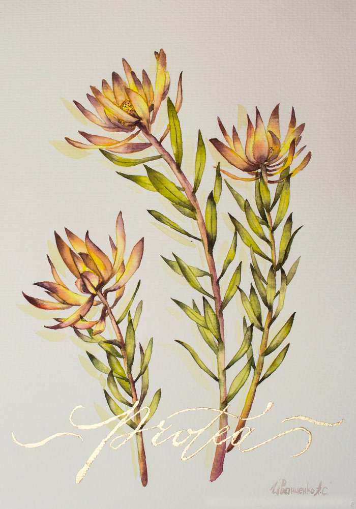 Протея. Ботаника