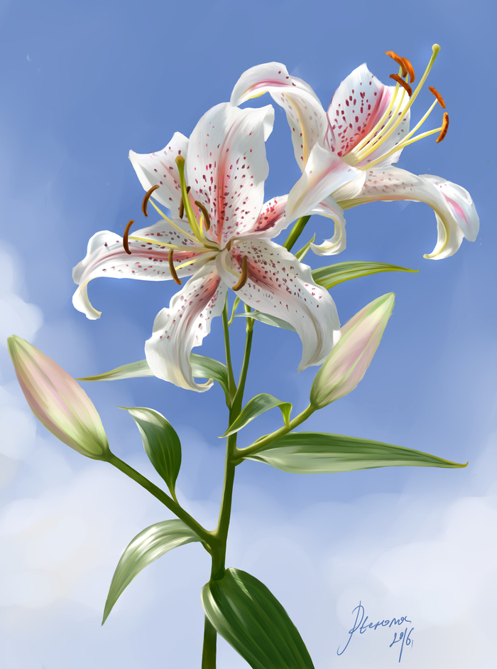 Белые лилии