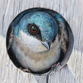 Американская ласточка