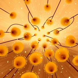 Цветочные мотивы