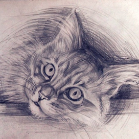 Пушистый домосед