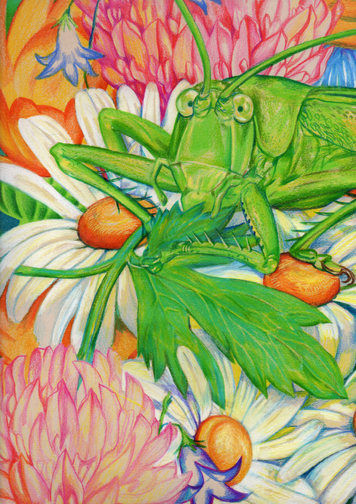 Иллюстрация книги Ю.Маслова Пряник для слона_Портрет жующего кузнечика