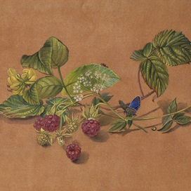 Копия с Ф. Толстого"малинка"