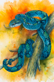 Trimeresurus trigoncephia