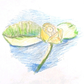 Кубышка жёлтая