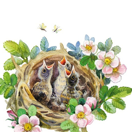 Птенцы зарянки