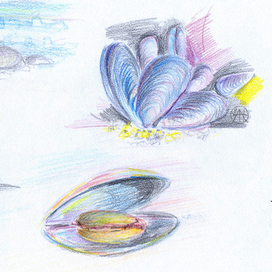 Черноморские мидии