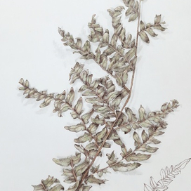 Папоротник