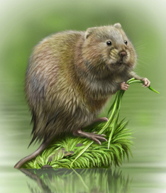 водяная полевка