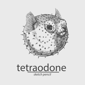 Рыба-шар. Карандашный набросок