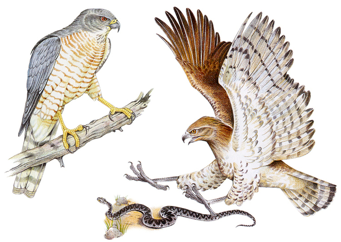 Перепелятник; Змееяд